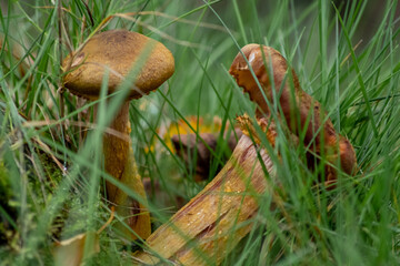 Big mushrooms in a forest found on mushrooming tour in autumn with brown foliage in backlight on the ground in mushroom season as delicious but possibly poisonous and dangerous forest fruit
