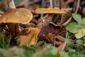 Big mushrooms in a forest found on mushrooming tour in autumn with brown foliage in backlight on the ground in mushroom season as delicious but possibly poisonous and dangerous forest fruit