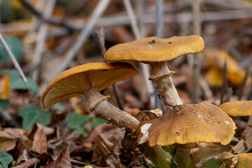 Big mushrooms in a forest found on mushrooming tour in autumn with brown foliage in backlight on the ground in mushroom season as delicious but possibly poisonous and dangerous forest fruit