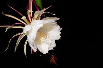 Fototapeta na wymiar The Wijaya Kusuma (Epiphyllum Anguliger) flower blooms at midnight on a black background