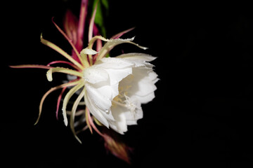 The Wijaya Kusuma (Epiphyllum Anguliger) flower blooms at midnight on a black background