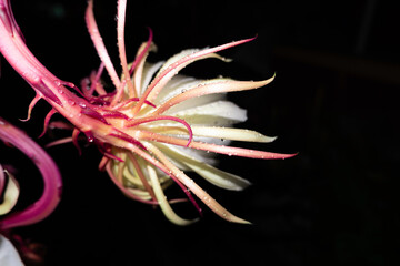 The Wijaya Kusuma (Epiphyllum Anguliger) flower blooms at midnight on a black background