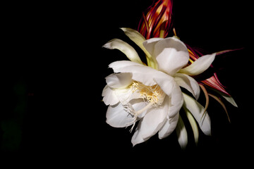 The Wijaya Kusuma (Epiphyllum Anguliger) flower blooms at midnight on a black background