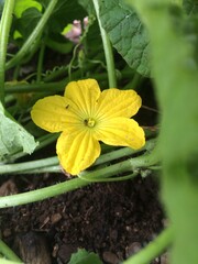 yellow flower of a pumpkin