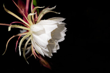 The Wijaya Kusuma (Epiphyllum Anguliger) flower blooms at midnight on a black background