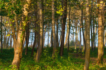 Obraz premium Trees in autumn colors in a field in bright sunlight at fall, Almere, Flevoland, The Netherlands, November 7, 2020
