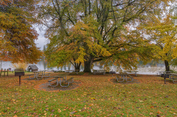 Golden Autumn in a public park Gresham Oregon.