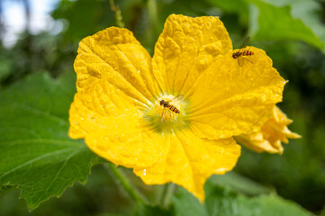 beautiful yellow flower with bees on it