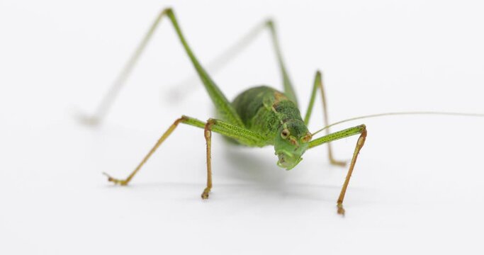macro of a grasshopper isolated on white