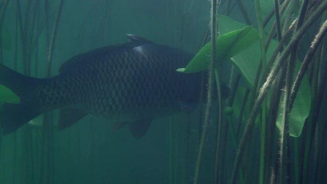 Adventurous footage of common carp swimming around in nature habitat. Huge water volume with offshore vegetation in green tones color with big fish in the middle.