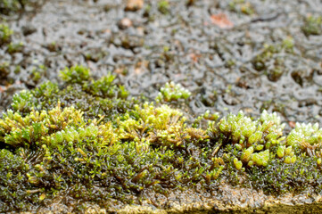 beautiful moss background 
