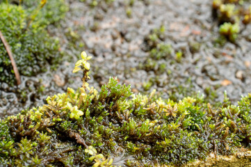 beautiful moss background 
