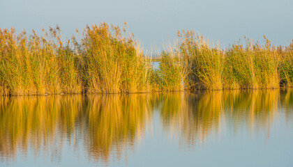 Reed along the sunny edge of a lake in wetland in bright sunlight in autumn, Almere, Flevoland, The Netherlands, November 7, 2020