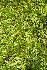 Obraz premium beautiful moss background 