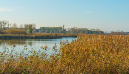 Reed along the sunny edge of a lake in wetland in bright sunlight in autumn, Almere, Flevoland, The Netherlands, November 7, 2020