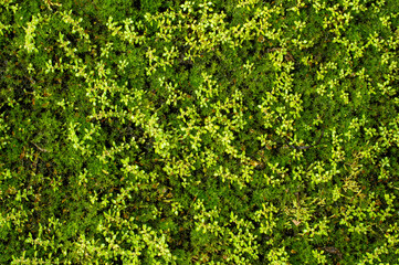 beautiful moss background 
