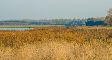 Obraz premium Reed along the sunny edge of a lake in wetland in bright sunlight in autumn, Almere, Flevoland, The Netherlands, November 7, 2020