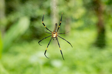 Nephila pilipes is a species of golden orb-web spider. It resides all over countries in East and Southeast Asia as well as Oceania. It is commonly found in primary and secondary forests and gardens.