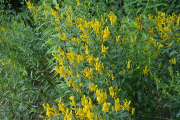 Flowers yellow Genista tinctoria.Flowering dyers broom (Genista tinctoria).