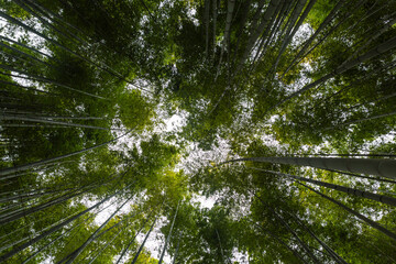 日本　神奈川県の鎌倉の報国寺の竹林