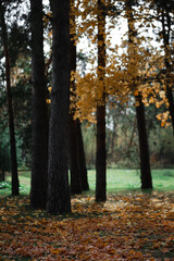 Fototapeta premium Autumn forest. Beautiful yellow orange foliage. Natural landscape.