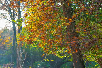 Trees in autumn colors in a field in bright sunlight at fall, Almere, Flevoland, The Netherlands, November 7, 2020