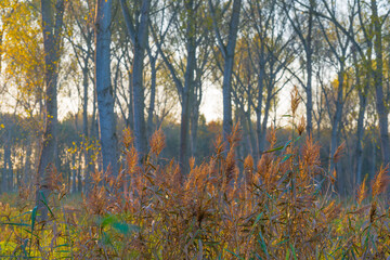 Trees in autumn colors in a field in bright sunlight at fall, Almere, Flevoland, The Netherlands, November 7, 2020