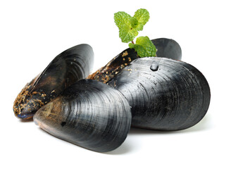 Fresh mussel on white background