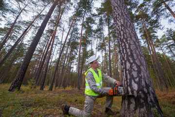 Naklejka premium A forest worker cuts down a tree. In the background there is a forest. Super wide angle. Timber industry and forestry concept.