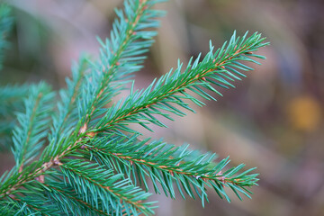 Green sprig of spruce. Close-up photo. Copy space. Natural background. Selective focus on needles. A photo with a shallow depth of field.