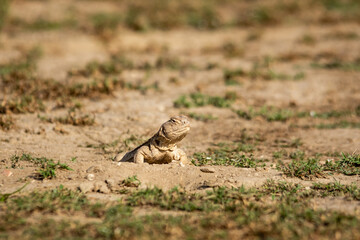Spiny tailed lizards or Uromastyx emerging from its burrow or bill at tal chhapar sanctuary rajasthan india