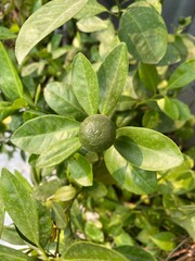 desert lime plant fruit, bulb and leaves