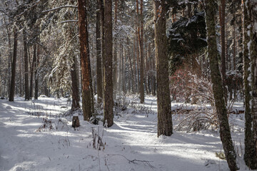 Snow-covered forest on a Sunny winter day