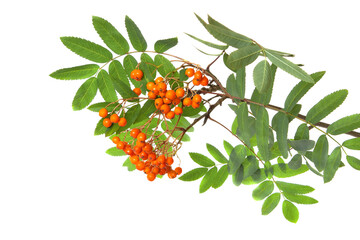Mountain ash branch isolated on a white