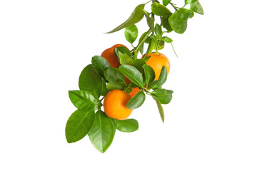 Small oranges on a branch isolated on white background