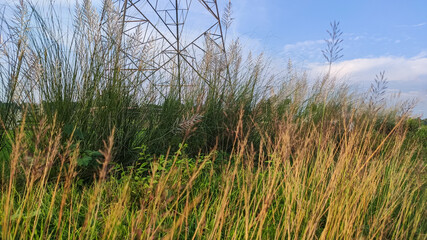 green plants with white flowers near corn field