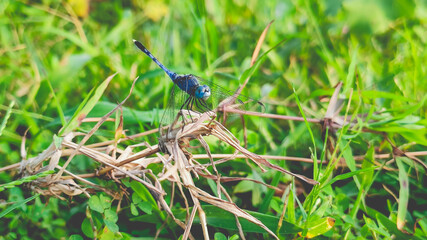 blue dragon fly on dry grass