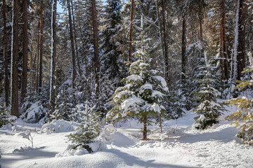 Growing Christmas tree among the coniferous forest in winter