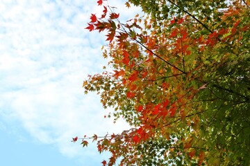 秋空ともみじ　紅葉　カラフル　風景