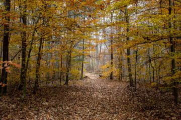 early morning autumn trail though colorful midwestern forest park