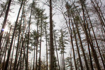 Fototapeta premium morning sun through the tree tops in a midwestern forest