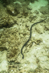 Banded sea snake
