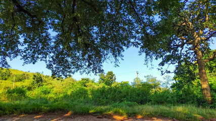 long branches covered with small green leaves