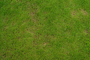 Fototapeta na wymiar Green grass at field for background.