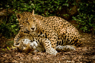 Fototapeta na wymiar Protective Leopard Clinging to His Mate