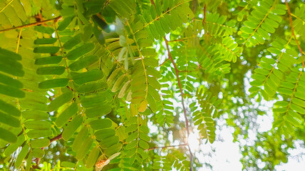 small green leaves of tamarind tree