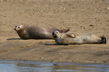 Common seal (Phoca vitulina)