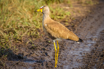 The African Wattled Lapwing or Senegal Plover ( Vanellus senegallus), Lake Mburo National Park, Uganda.