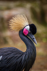 Portrait of a Red-crowned Crane