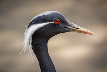 Head Portraif of a demoiselle crane with red eyes 